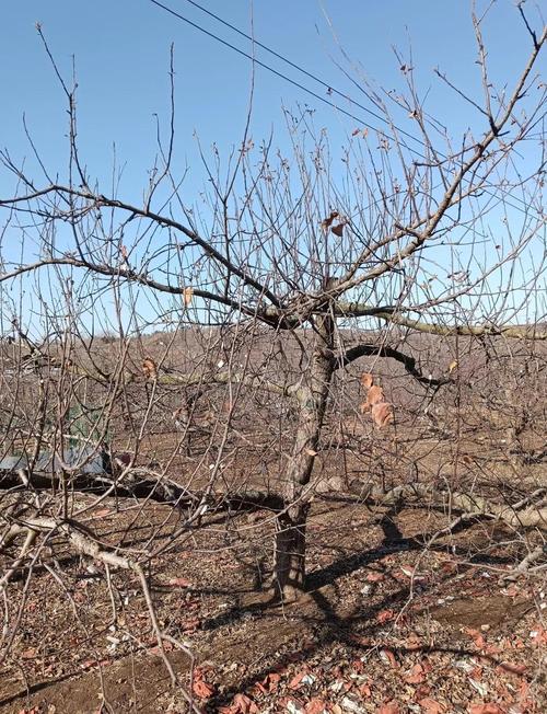 江苏宿迁气温是多少，江苏宿迁温度-第2张图片-屿企百科网