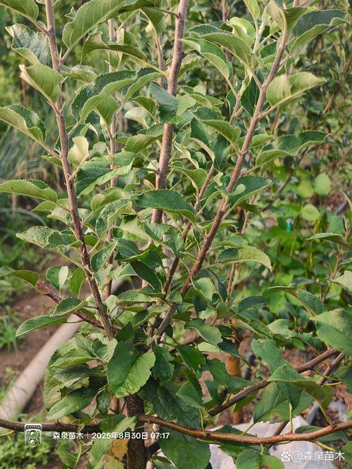 江苏宿迁气温是多少，江苏宿迁温度-第3张图片-屿企百科网