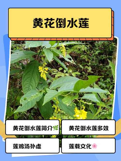 江苏宿迁气温是多少，江苏宿迁温度-第6张图片-屿企百科网