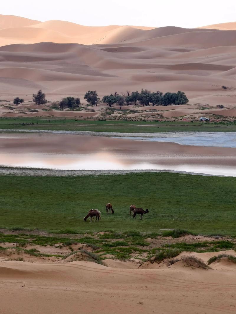 阿拉善左旗夏季比较高气温,阿拉善左旗夏季比较高气温多少度-第3张图片-屿企百科网 阿拉善左旗夏季比较高气温,阿拉善左旗夏季比较高气温多少度-第3张图片-屿企百科网