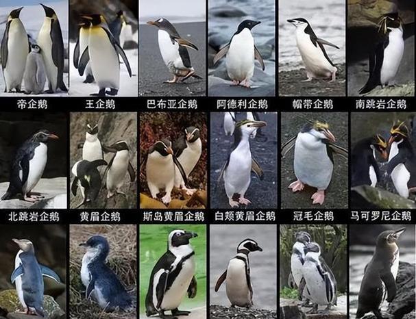 北极没有企鹅的原因是气候，北极没有企鹅是因为气候变迁吗？