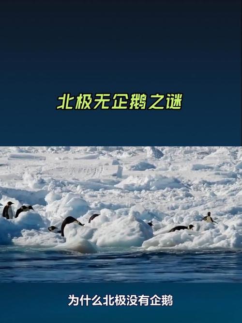 北极没有企鹅的原因是气候，北极没有企鹅是因为气候变迁吗？-第2张图片-屿企百科网