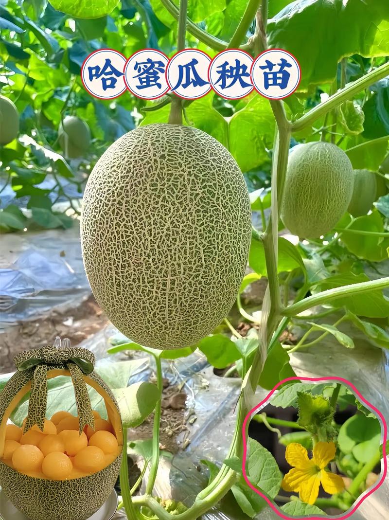 新疆哈密瓜的气候条件，新疆哈密瓜的优势？