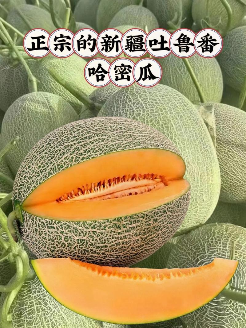 新疆哈密瓜的气候条件，新疆哈密瓜的优势？-第3张图片-屿企百科网